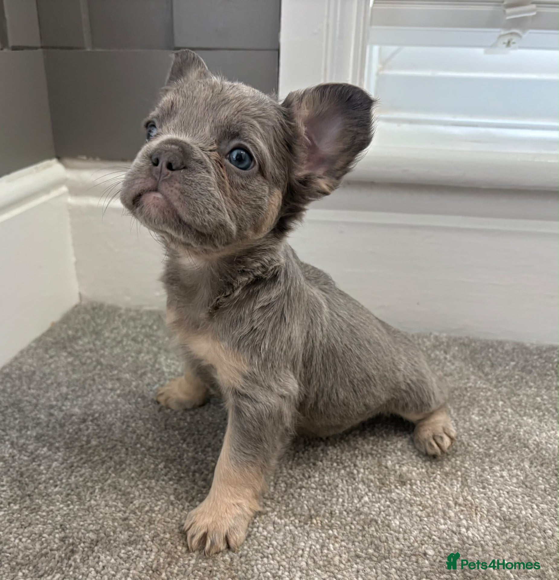 French Bulldog dogs 🎃🐾 FLUFFY FRENCH – READY 26TH OCTOBER! 🐾🎃 - Advert 1