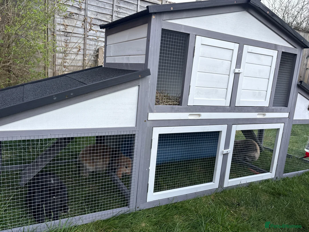 English Lop rabbits for sale: 3 female rabbits in Warwick - Advert 5