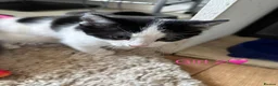 Mixed Breed cats for sale: Mixed Breed kittens for sale in Sunderland - Advert 9