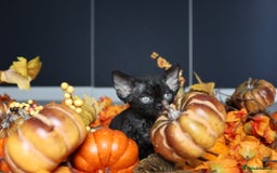 Devon Rex cats for sale: 🎉❤️ Full pedigree, healthy Devon rex boy 🎉❤️ - Image 7