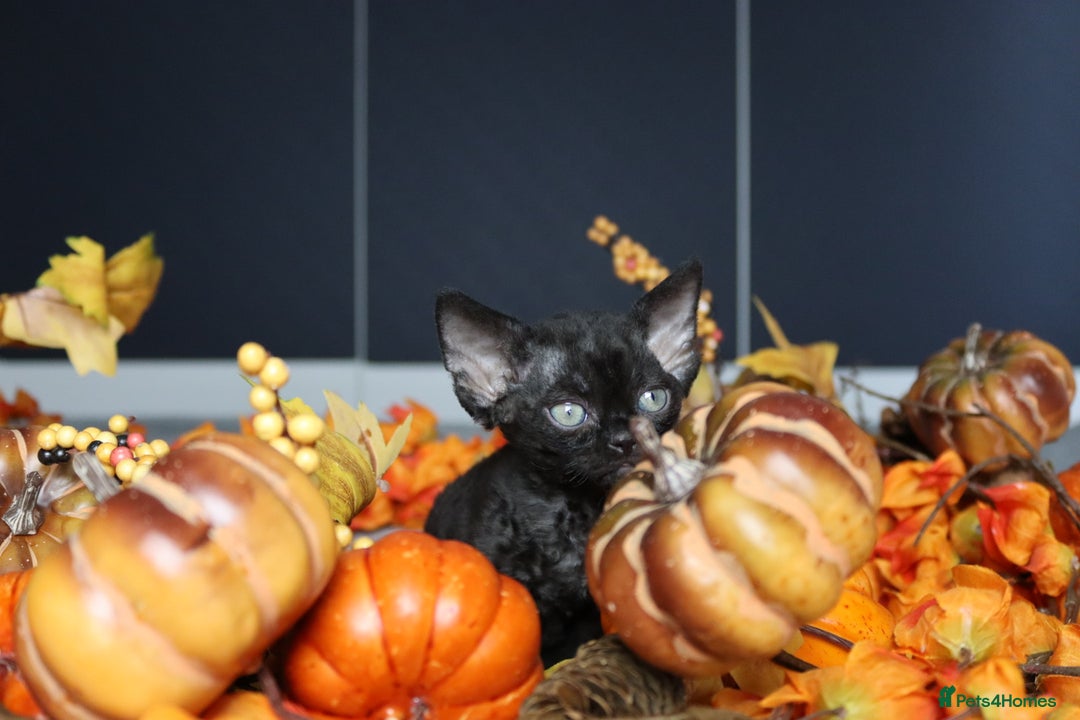 Devon Rex cats for sale: 🎉❤️ Full pedigree, healthy Devon rex boy 🎉❤️ - Image 7