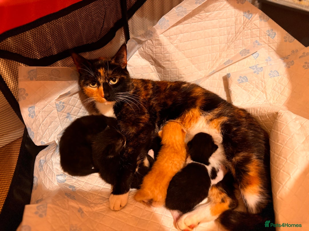 Mixed Breed cats for sale: Kittens ready now  - Advert 12