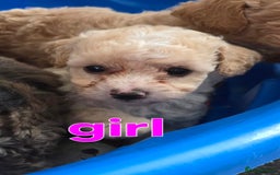 Maltipoo dogs for sale:  multipoo baby's for sale  - Image 11