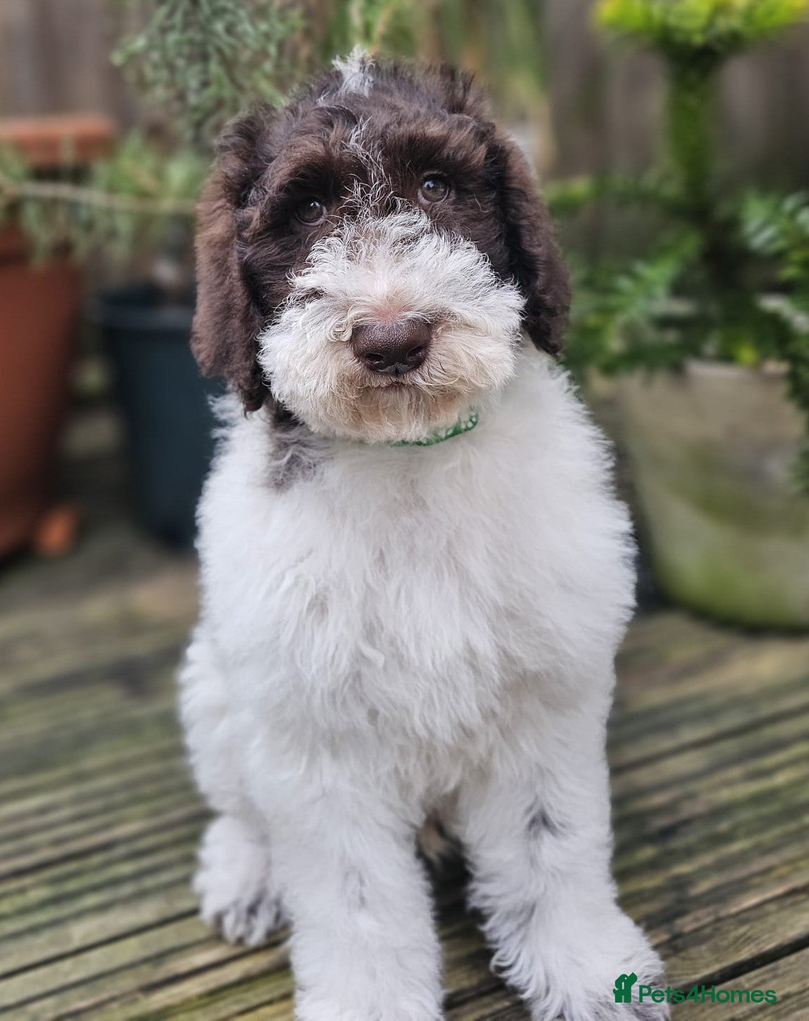 Labradoodle dogs Curly, Hypo-allergenic Labradoodle Pups READY NOW - Advert 6