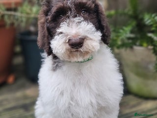Labradoodle dogs Curly, Hypo-allergenic Labradoodle Pups READY NOW - Advert 6