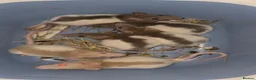Rat rodents for sale: 6 male rats  - Advert 2