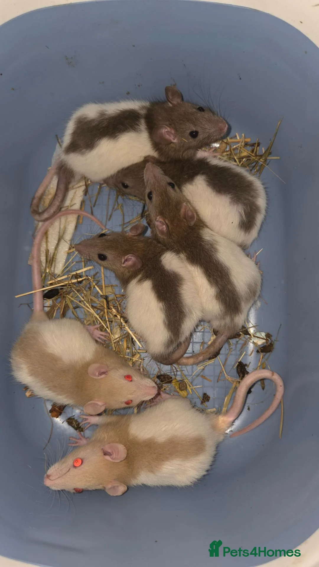 Rat rodents for sale: 6 male rats  - Advert 2