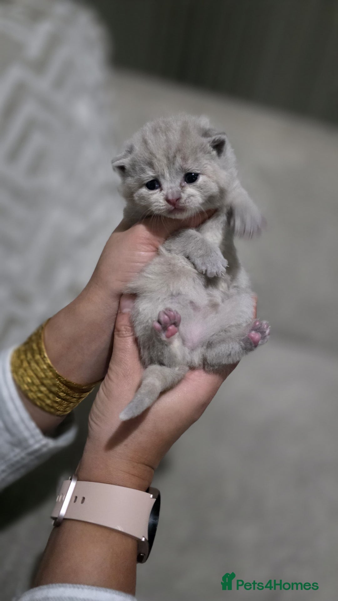British Shorthair cats for sale: ** LAST ONE LEFT BLUE MALE British Shorthair ** - Advert 29