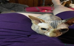 Sphynx cats for sale: Sphynx female 2 years old intact  - Image 9