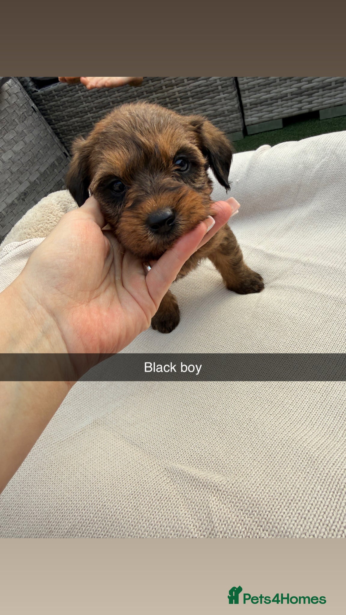 Mixed Breed dogs for sale: Whoodle puppies  - Advert 20
