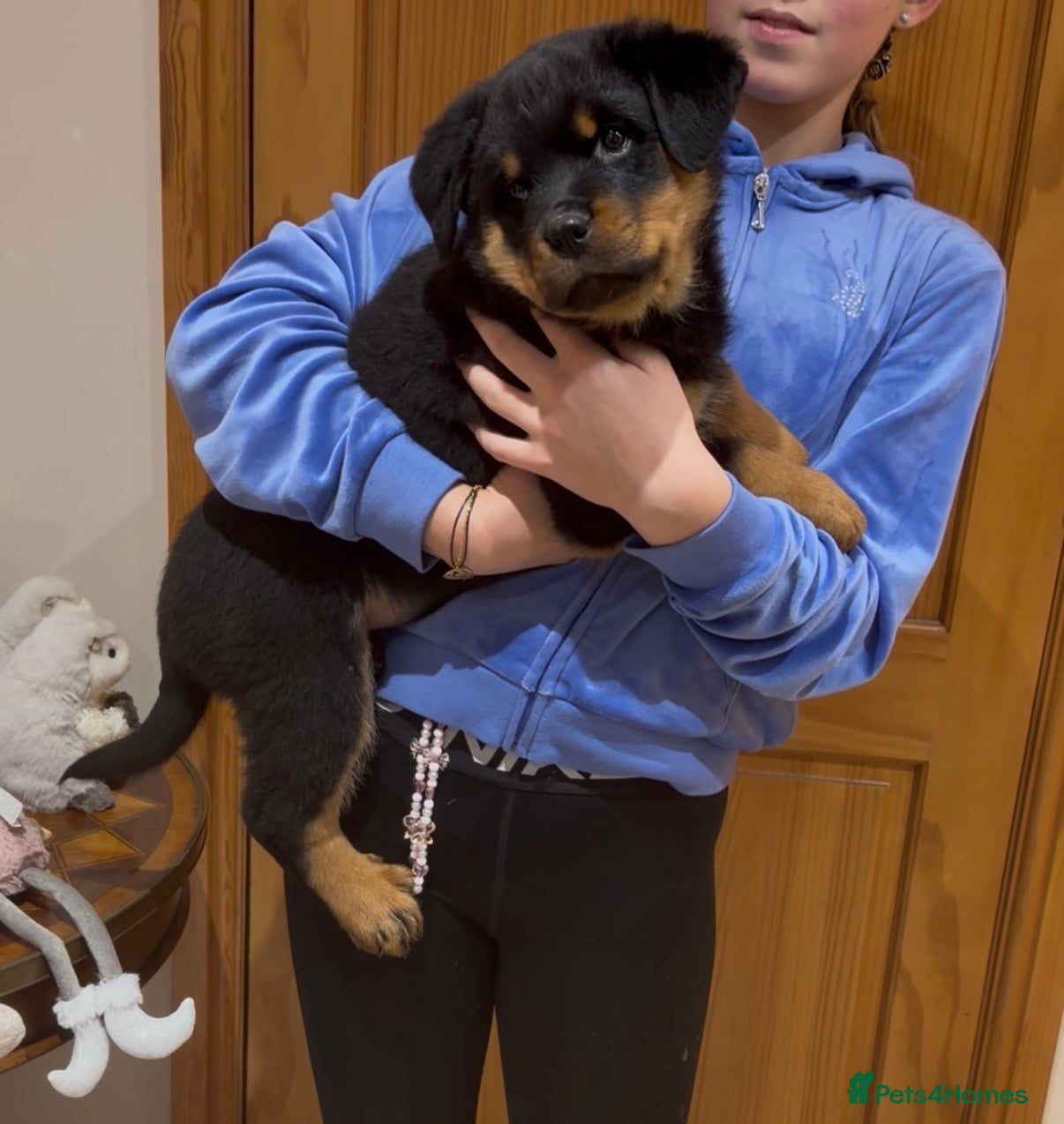 Rottweiler dogs READY NOW 2 female Rottweiler puppies - Advert 6