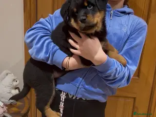 Rottweiler dogs READY NOW 2 female Rottweiler puppies - Advert 6