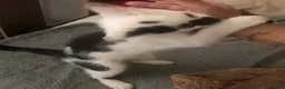 Mixed Breed cats for sale: Cute playful boy Kitten - Advert 4