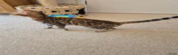 Bengal cats for sale: Stunning Pedigree Bengal Kittens - Advert 3