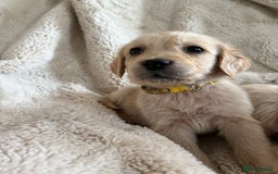 Golden Retriever dogs for sale: Golden retriever puppy Available 🐶🐾🦴  - Image 36