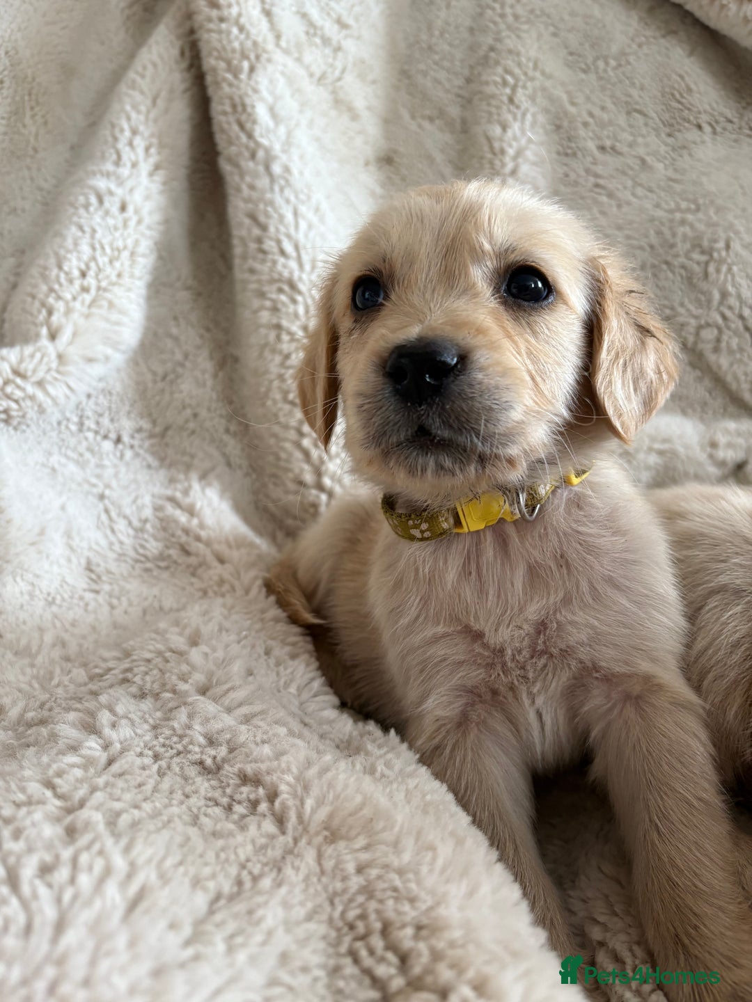 Golden Retriever dogs for sale: Golden retriever puppy Available 🐶🐾🦴  - Image 36