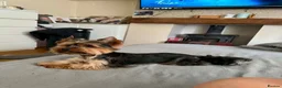 Yorkshire Terrier dogs for sale: Yorkshire terrier puppies  - Advert 2