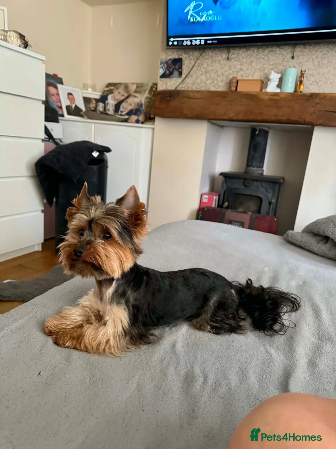 Yorkshire Terrier dogs for sale: Yorkshire terrier puppies  - Advert 2