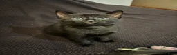 British Shorthair cats for sale: 3 Adorable Kittens Looking For Their Forever Homes - Advert 15