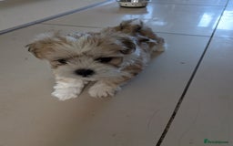 Mixed Breed dogs for sale: Lhasa Apso puppies in Kent - Image 20