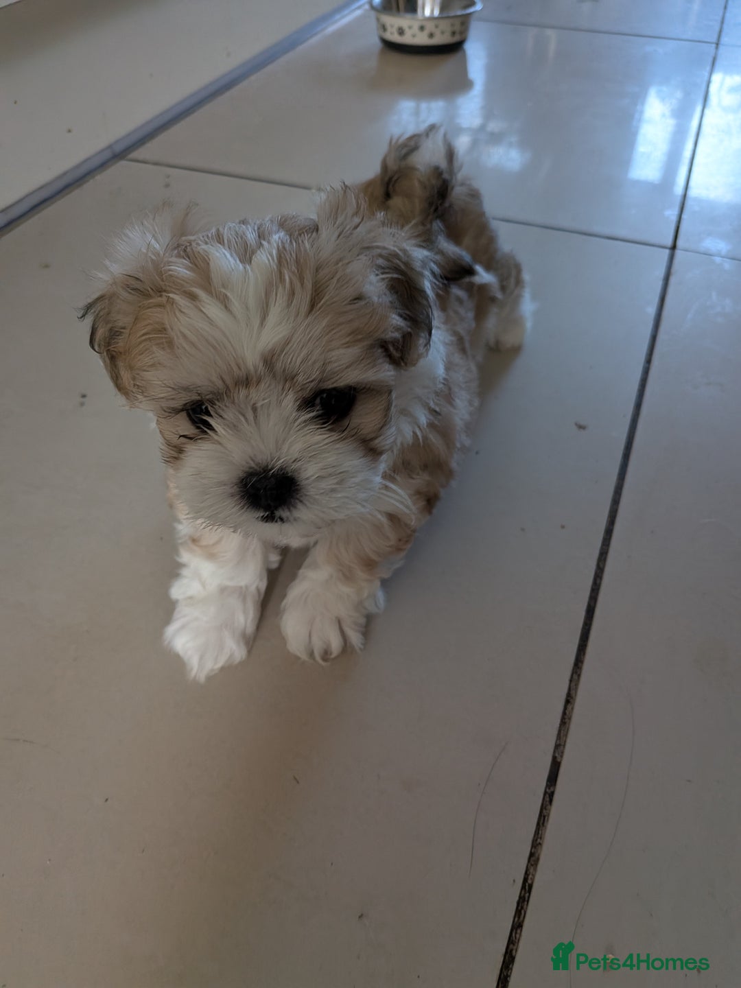 Mixed Breed dogs for sale: Lhasa Apso puppies in Kent - Image 20