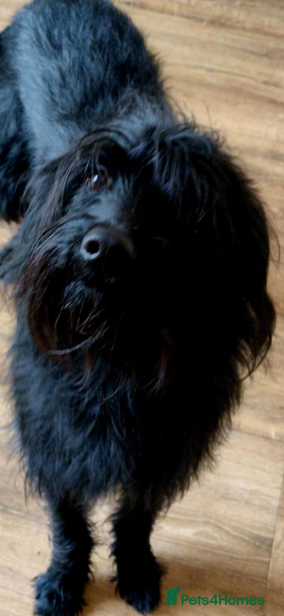 Labradoodle dogs Male Labradoodle looking for loving home - Advert 3