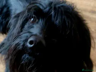 Labradoodle dogs Male Labradoodle looking for loving home - Advert 3