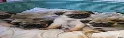 Pug dogs for sale: Pug puppies  in Newton Abbot - Advert 13