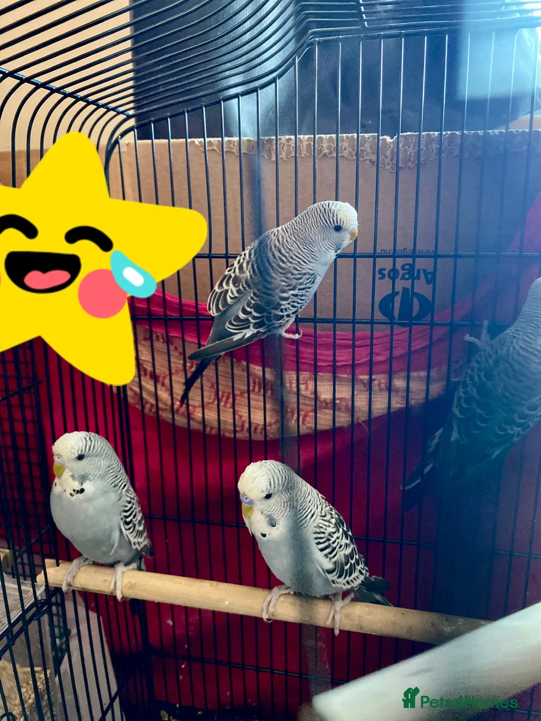 Budgerigars birds for sale: Gray budgies in Southall - Advert 4