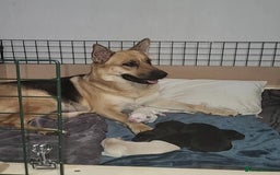German Shepherd dogs for sale: German shepherd puppy - Image 8