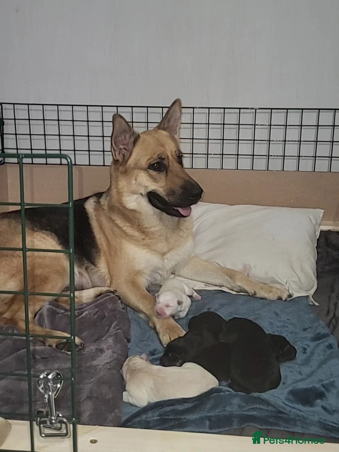 German Shepherd dogs for sale: German shepherd puppy - Image 8
