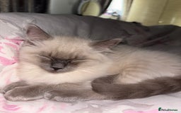 Ragdoll cats for sale: READY TO LEAVE Purebred ragdolls - Image 33