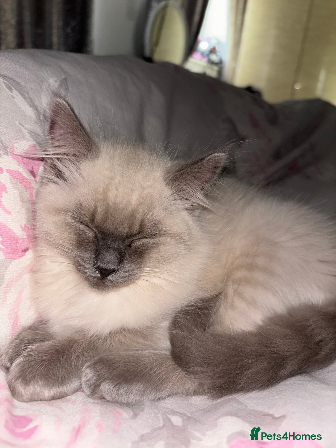 Ragdoll cats for sale: READY TO LEAVE Purebred ragdolls - Image 33