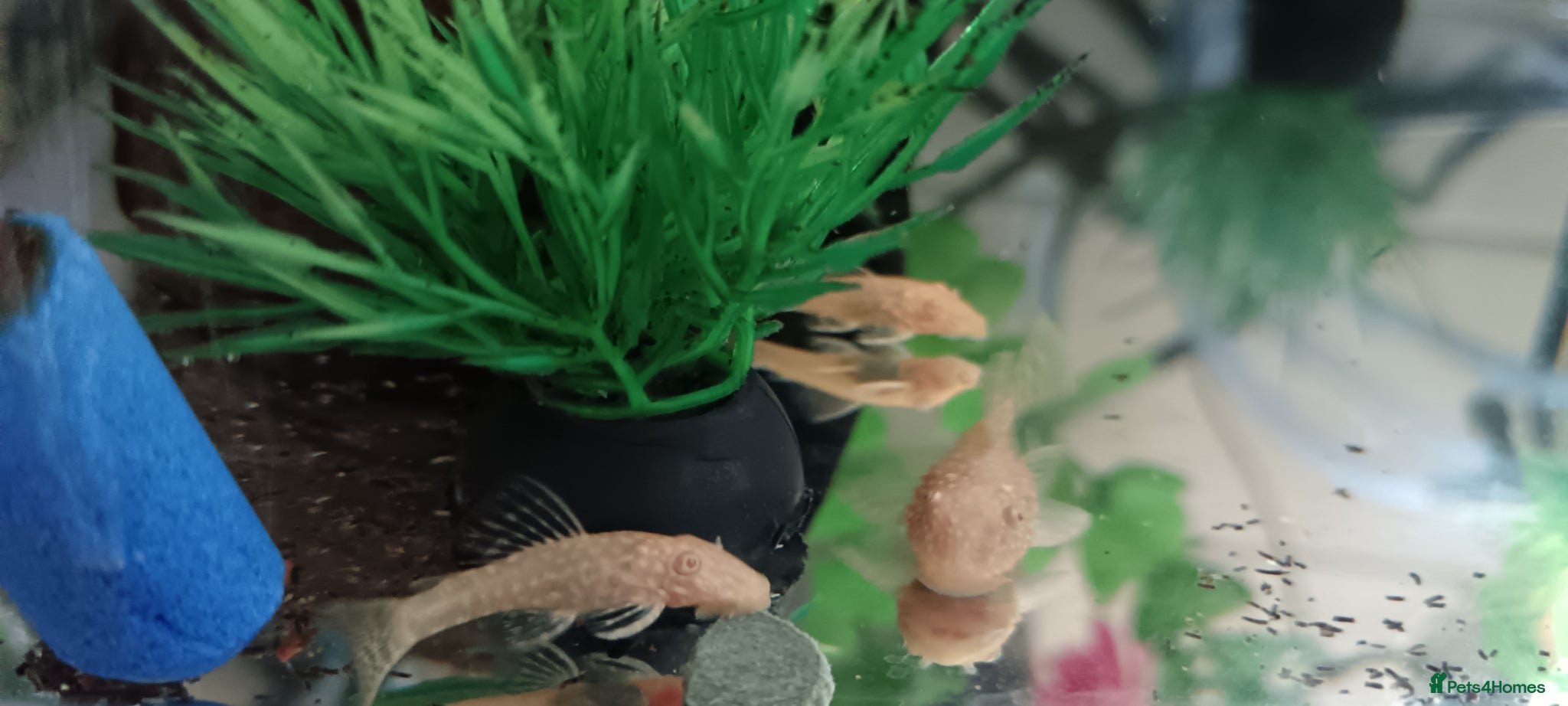 Plecos fish Albino bristlenose pleco babies and guppy fry  - Advert 10