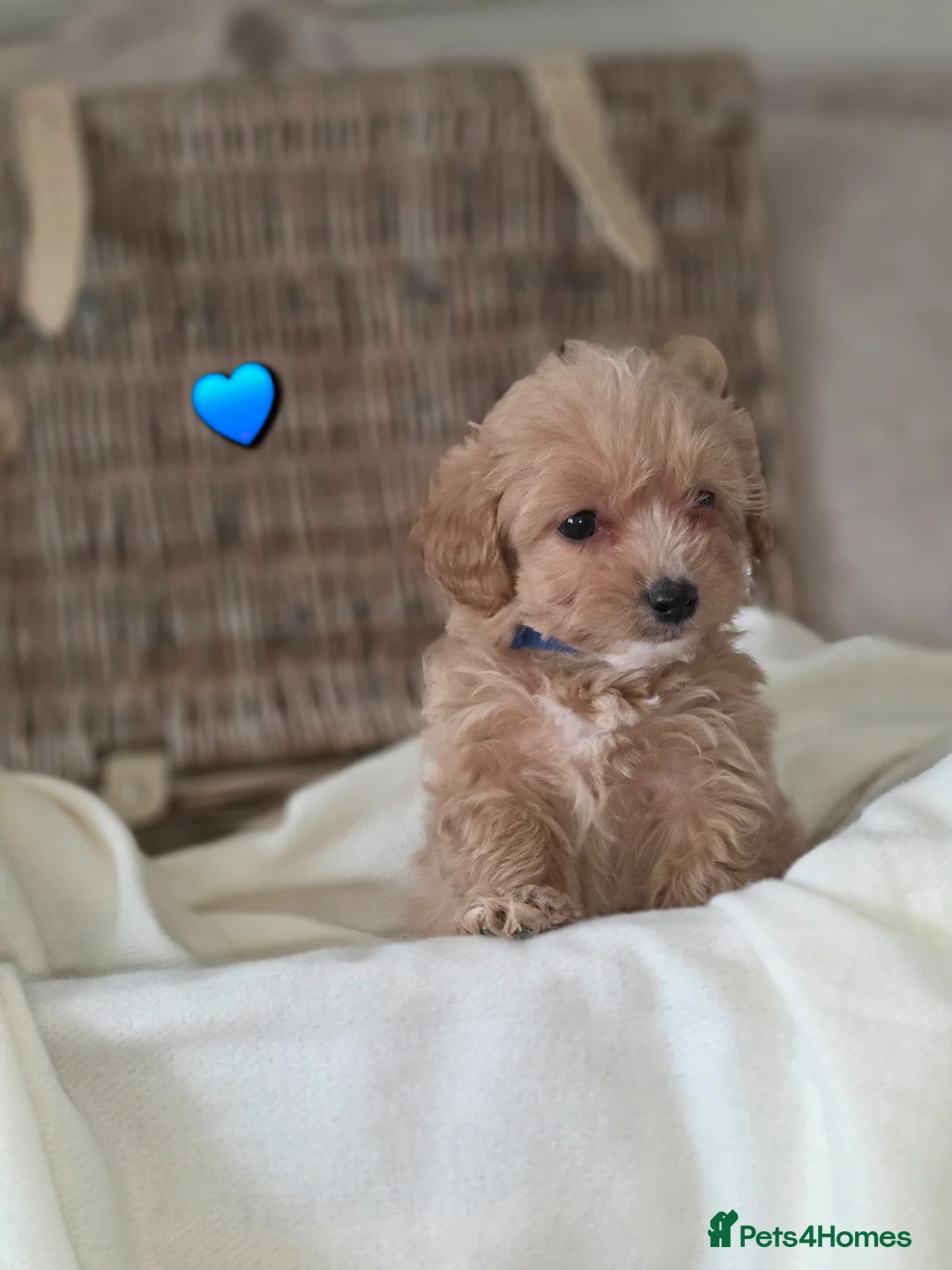 Maltipoo dogs for sale: Five gorgeous multi-poo puppies 3boys 2 girls - Advert 17