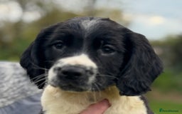 English Springer Spaniel dogs for sale: KC Calm English Springer Spaniel Puppies - Image 29