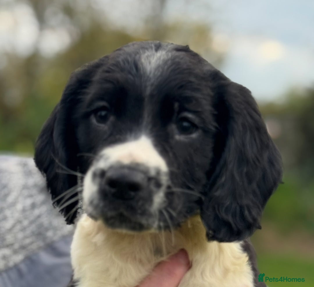 English Springer Spaniel dogs for sale: KC Calm English Springer Spaniel Puppies - Image 29