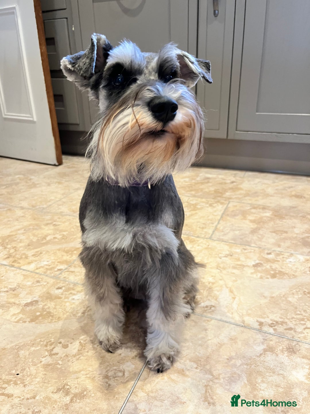 Miniature Schnauzer dogs for sale: 🖤 Stunning black boy schnauzer 🖤 - Advert 8