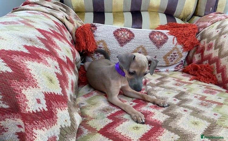 Italian Greyhound dogs - Advert 2