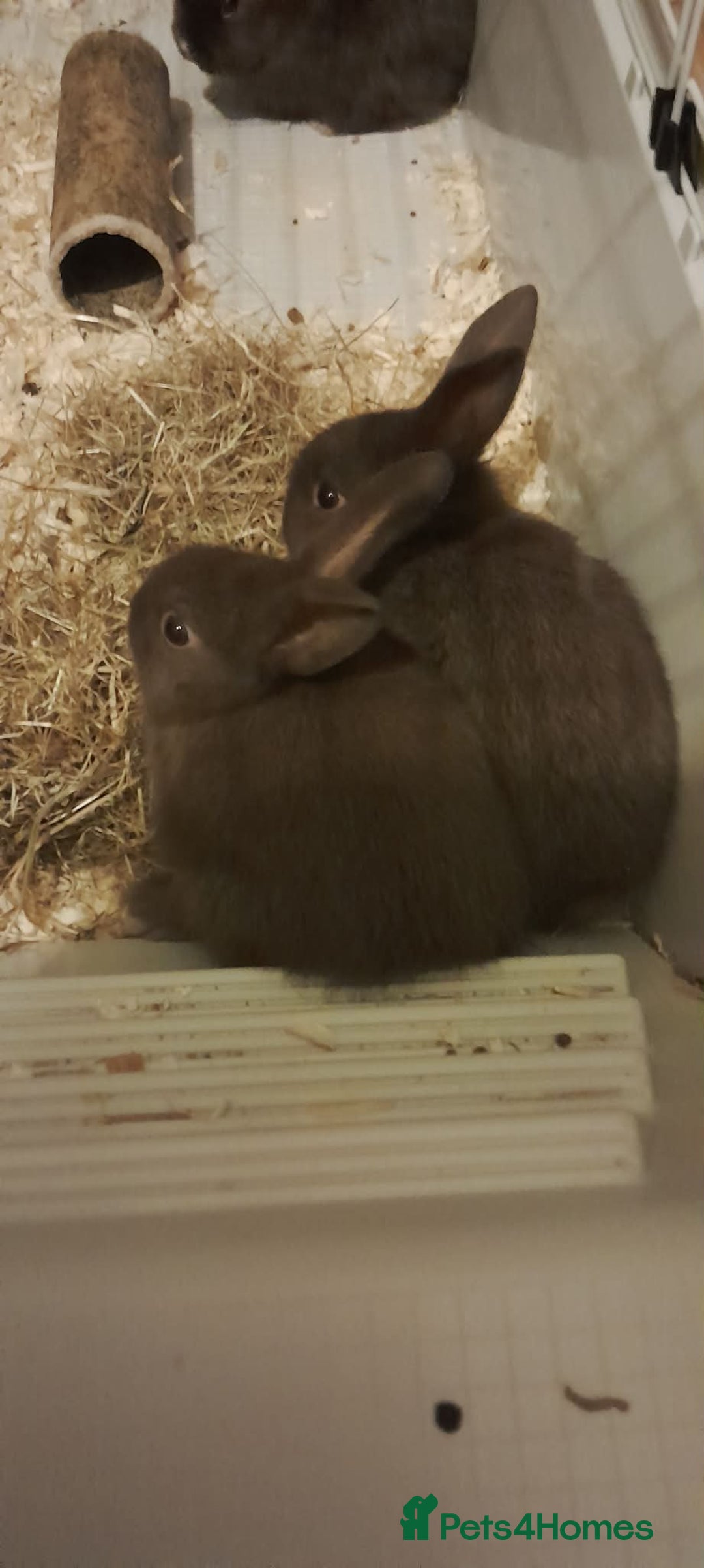 Mini Lop rabbits for sale: Beautiful chocolate brown rabbits - Advert 2