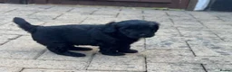 Cockapoo dogs for sale: 2 beautiful boys F2B - Advert 11