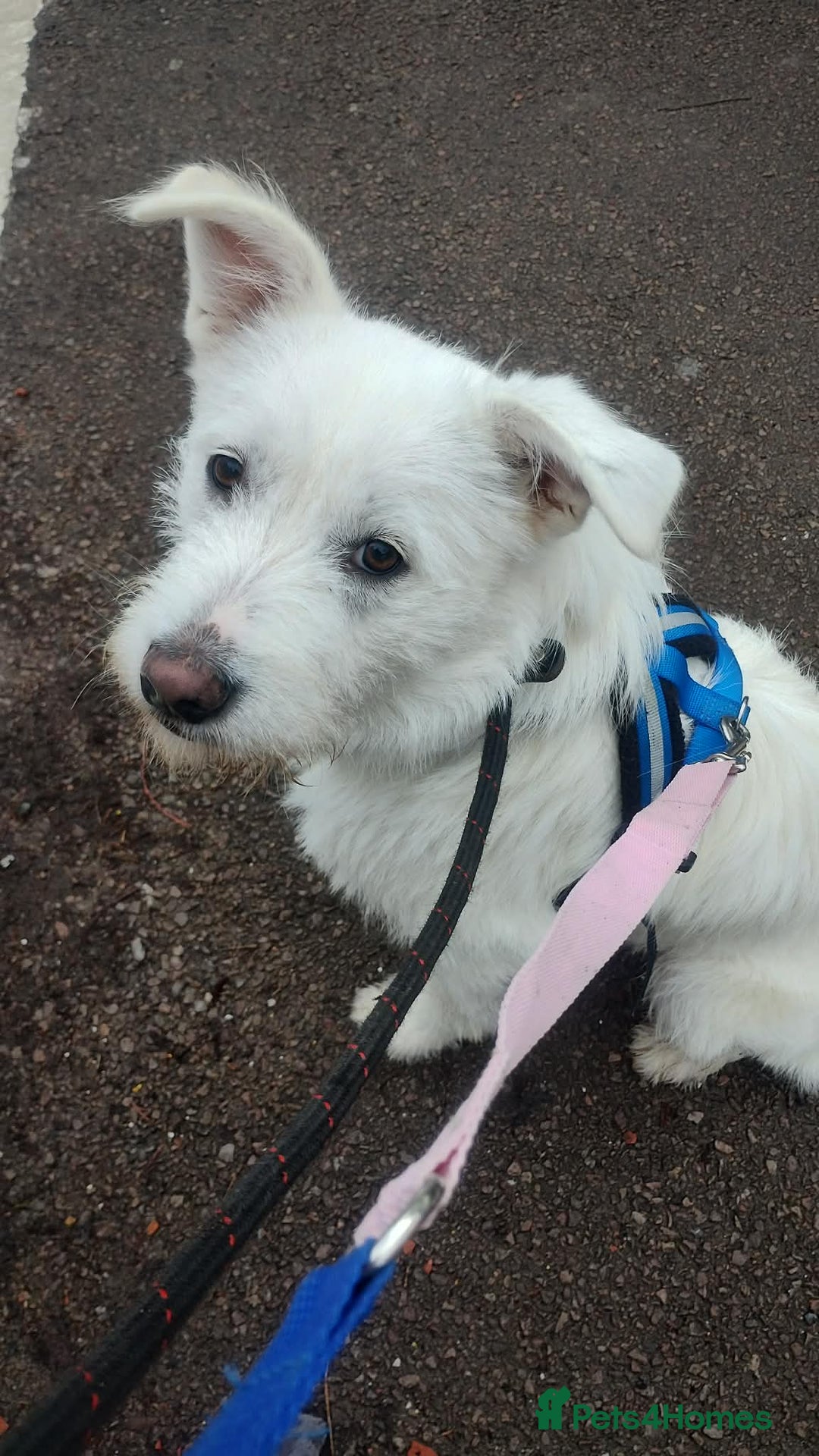 Mixed Breed dogs for adoption: HANDSOME HENRY  - Advert 1