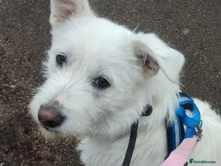 Mixed Breed dogs HANDSOME HENRY - Advert 1