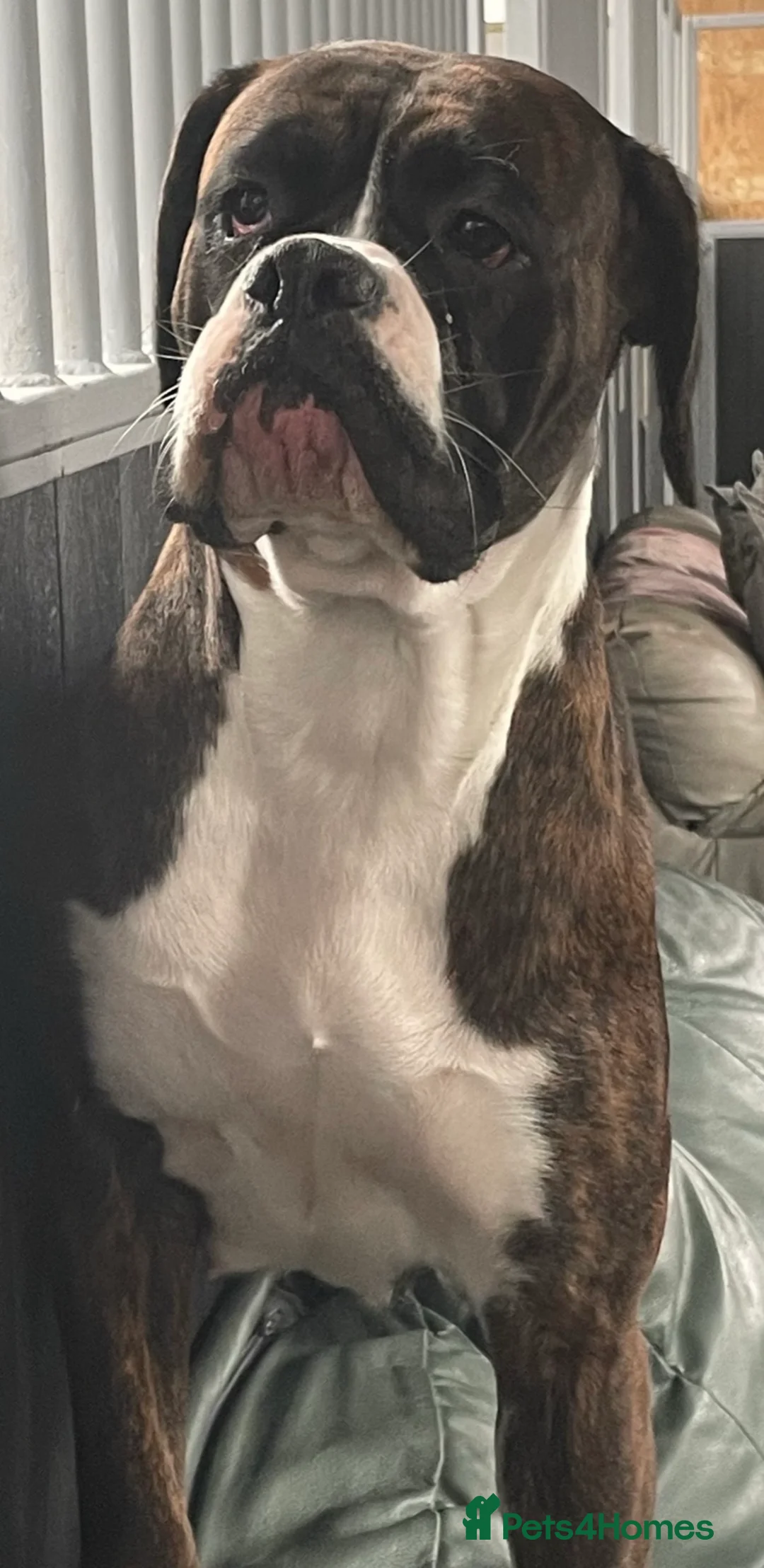 Boxer dogs for sale: Brindle & White 5 Year old Female - Advert 2