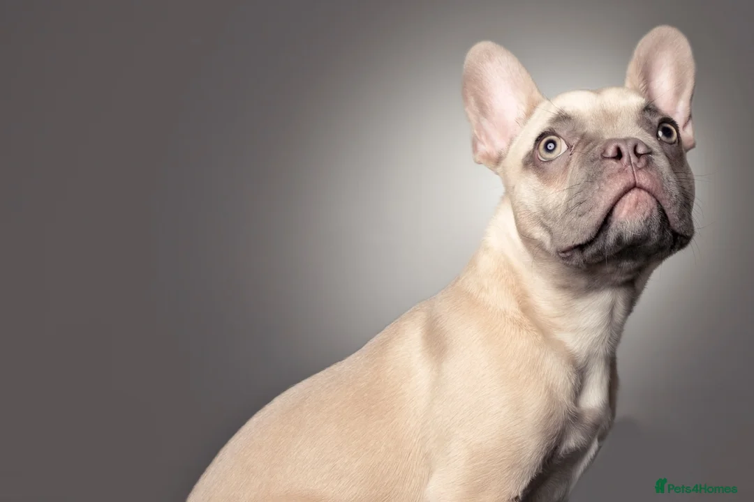 French Bulldog dogs for sale: Urgent Loving Frenchie! - Advert 4