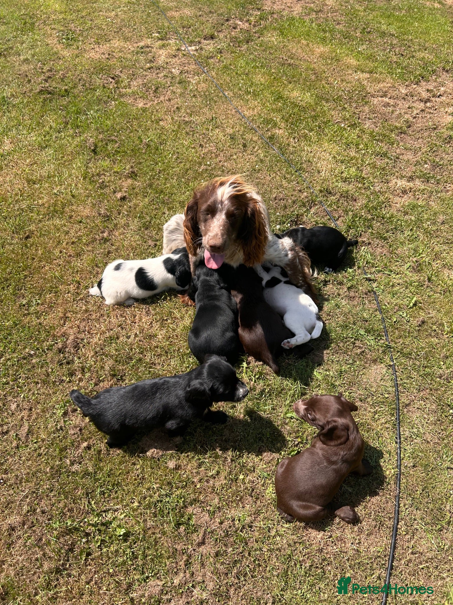 Sprocker dogs Sprocker/sprockador - Advert 1