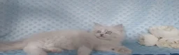 Siberian cats for sale: GCCF Registered Siberian Kitten For Sale  - Advert 14