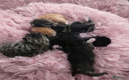 Mixed Breed cats for sale: 1 ginger male and 1 black male - Image 5