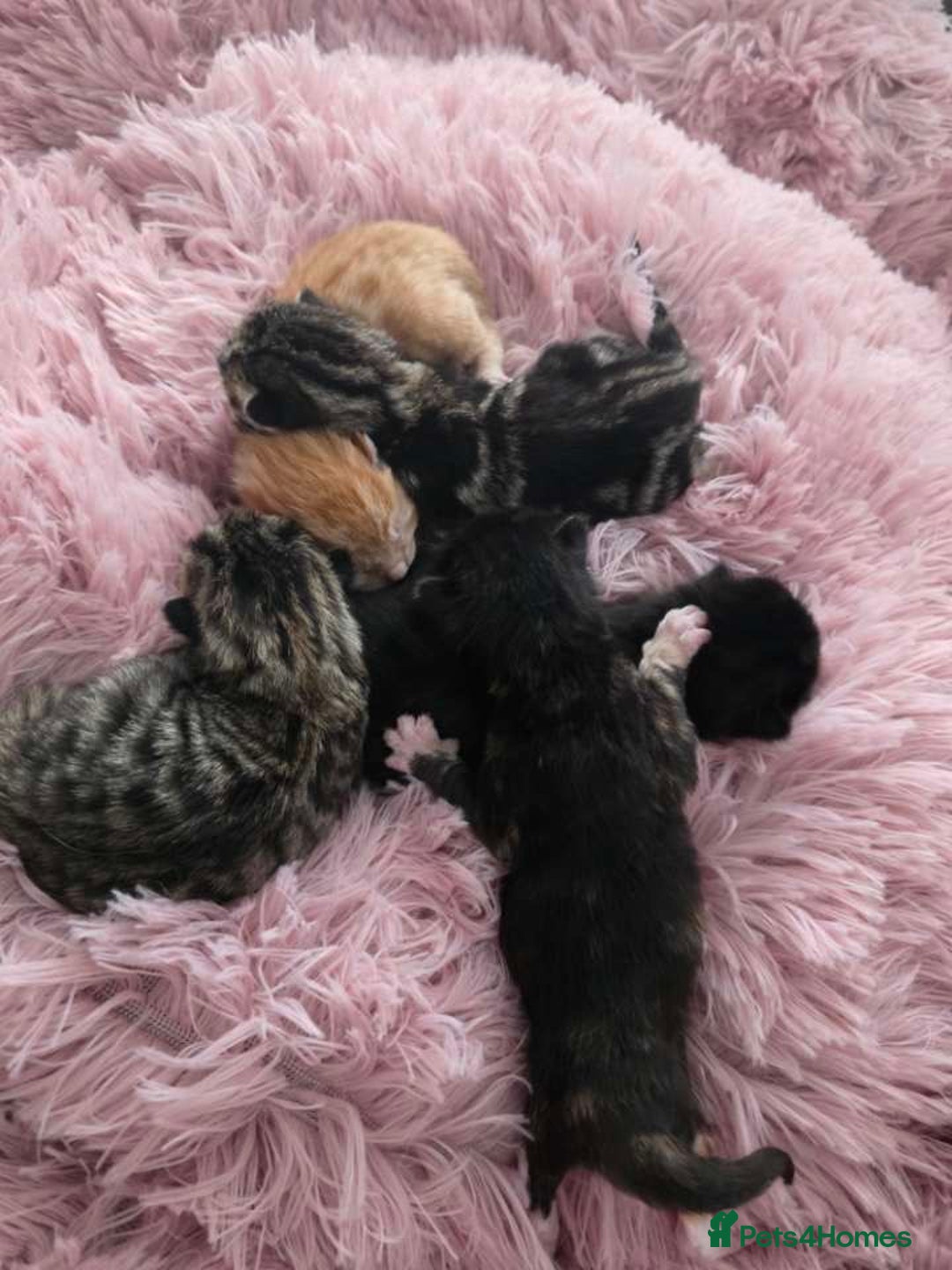 Mixed Breed cats for sale: 1 ginger male and 1 black male - Image 5