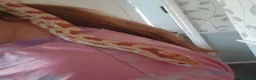 Snake reptiles for sale: Corn snake and set up  - Advert 4